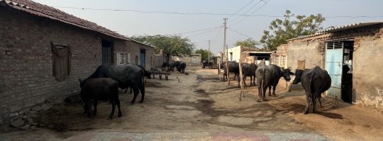 Cows feeding with a few building in a rural area.
