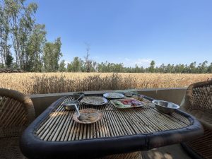 A bamboo table with different foods like rice, dal, salad, and roti spread out on different plates. Set in front of a field of wheat with trees in the distance.