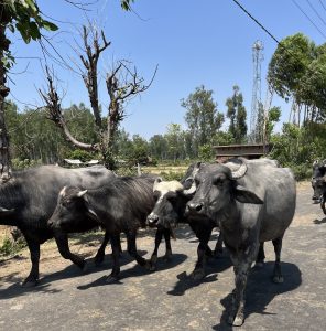 4 Buffalo walking down the street in the Van Gujjar Basti
