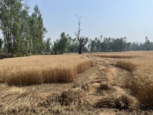 A field of wheat in which half of the wheat has been cut and bundled. Trees surround the field.