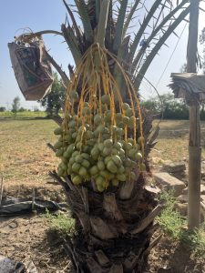 A bundle of dates hanging off of a date palm in a field.