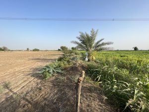 On the right a field is full of green crops. On the left the field is barren and brown.