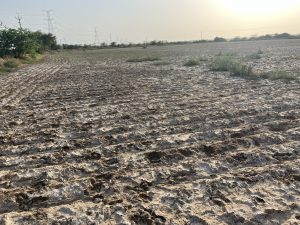 Ploughed soil in Rampura. White-ish salt covers the soil. The sun sets in the background.