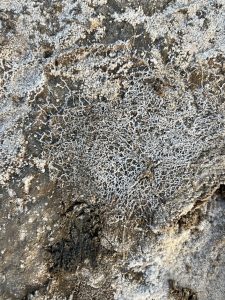 Webbed crystalline salt on soil.