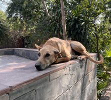 A dog rests on the railing of a walkway, one ear perked up.